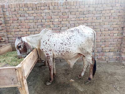 2 Vachy For sale Masha Allah ghr ka janvar ha