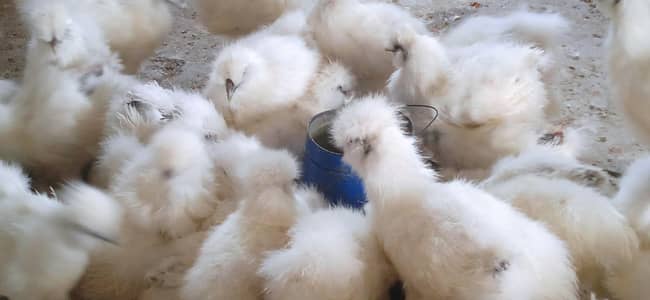 Cochin Porcelain Bantam Mottled Coco Silki Polish Brahma sebrite