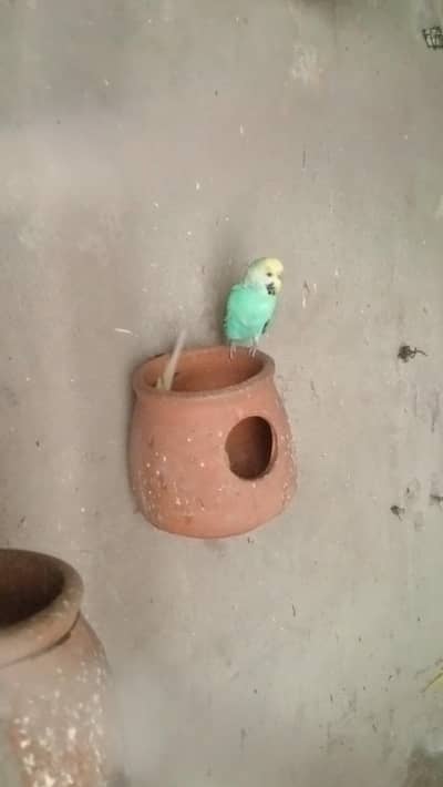 rainbow budgies breeders Australia tota Parrott's