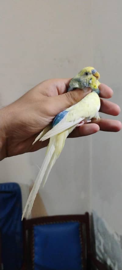 budgie breeder male