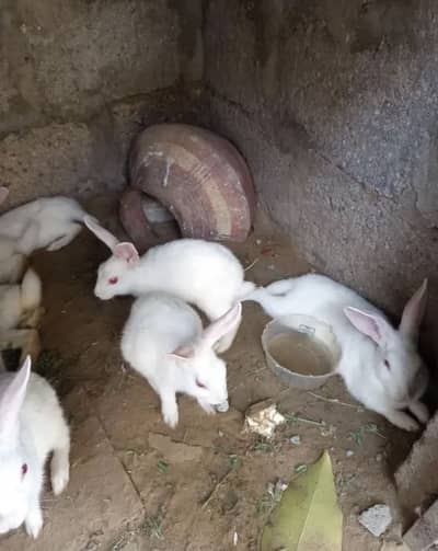 Russian red eyes rabbits available