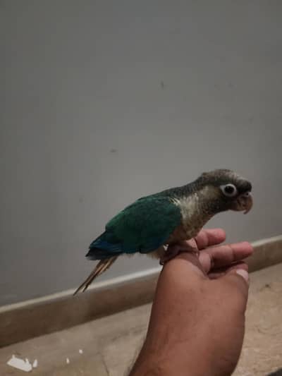 tamed turqoise conure for sale