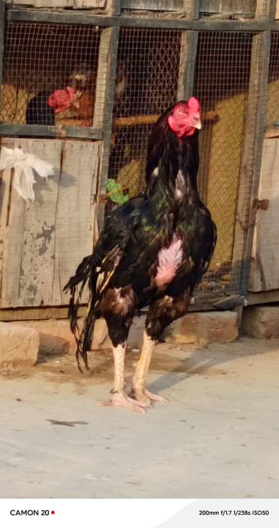 aseel murga arrengnent sale