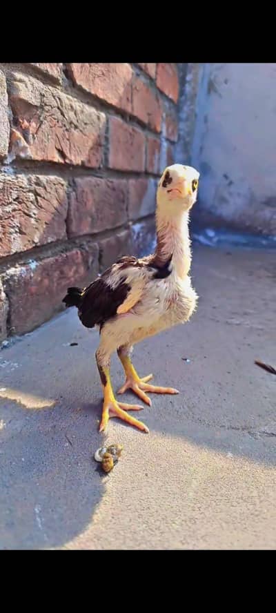 Aseel Chicks pure Sindhi and Mianwali breed