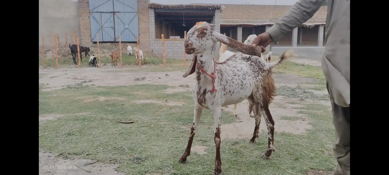 Makhi cheeni bakri