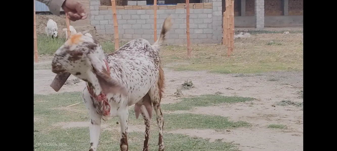 Makhi cheeni bakri — photo 2