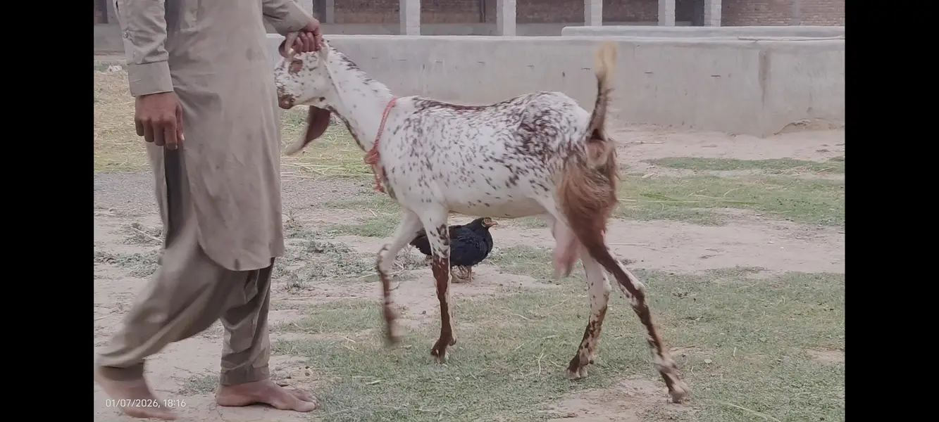 Makhi cheeni bakri — photo 4