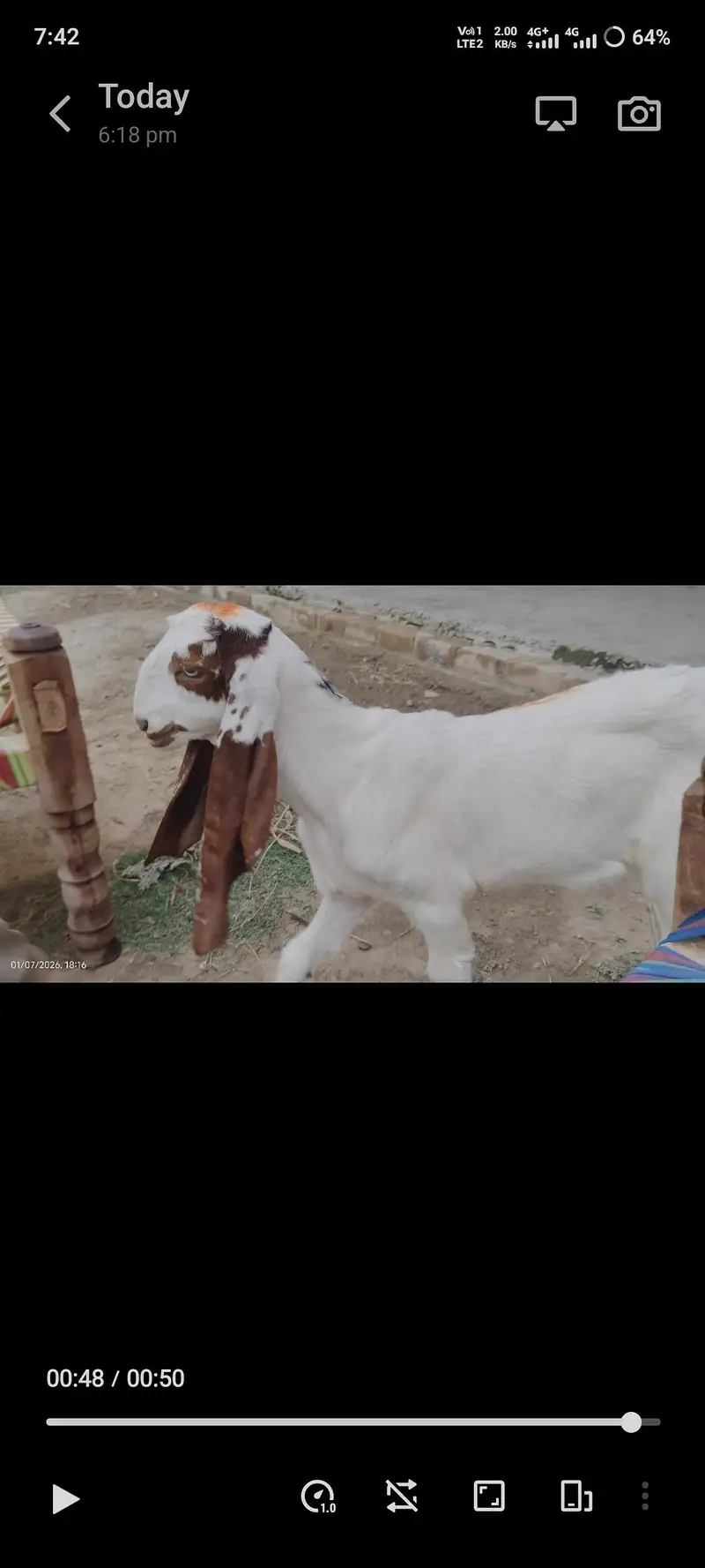 Makhi cheeni bakri — photo 6