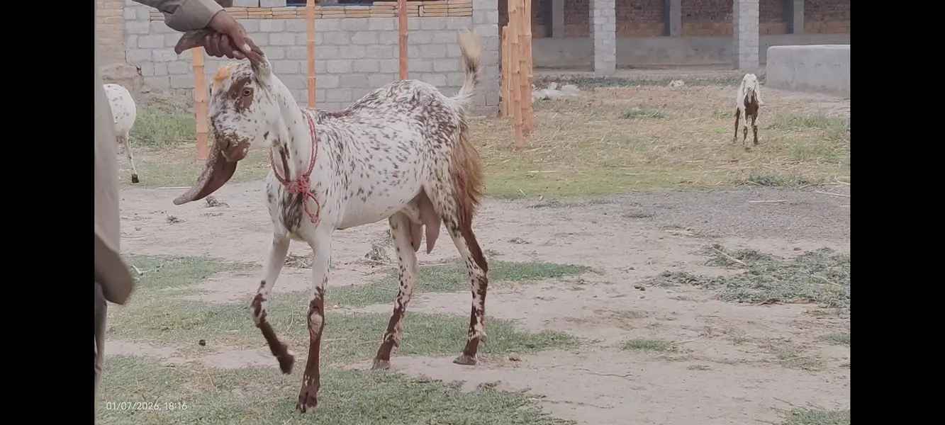 Makhi cheeni bakri — photo 7