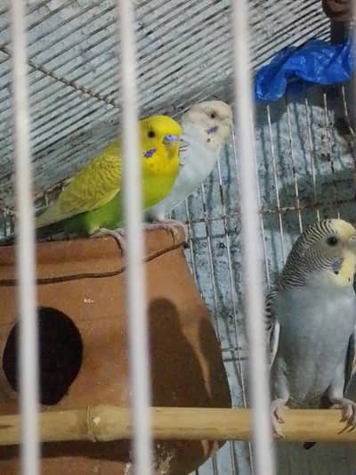 Australian parrot