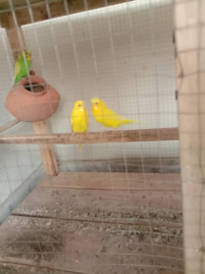 2 pair of budgies