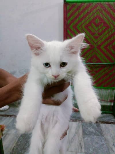 Cat for sale