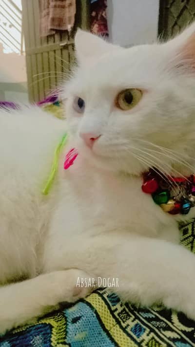Odd Eyed White Persian Cat with Her Kitten for Sale