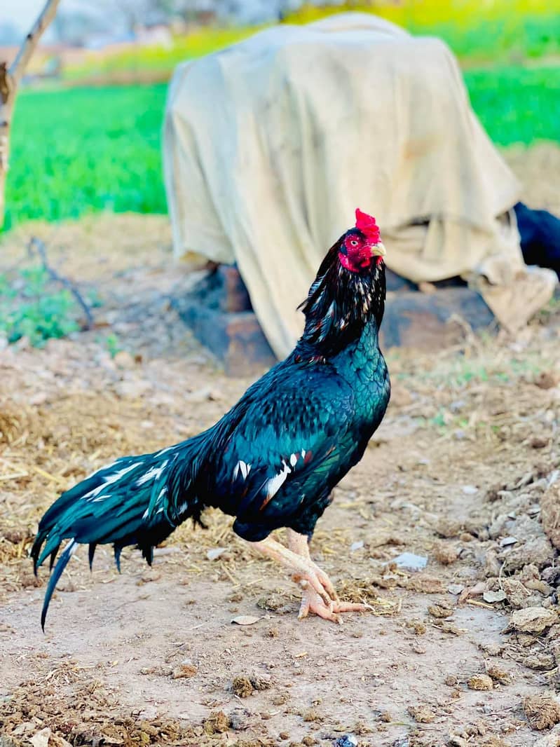 اس مرغے کے بچے پٹھے پٹھیاں 0