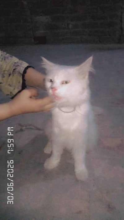 beautiful cat