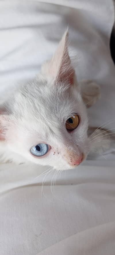Persion Cat for sale