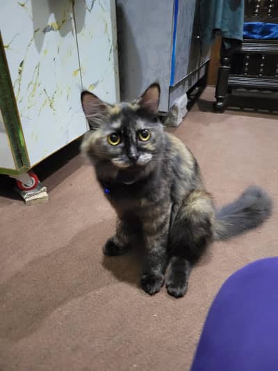 Russian Double Coated Cat