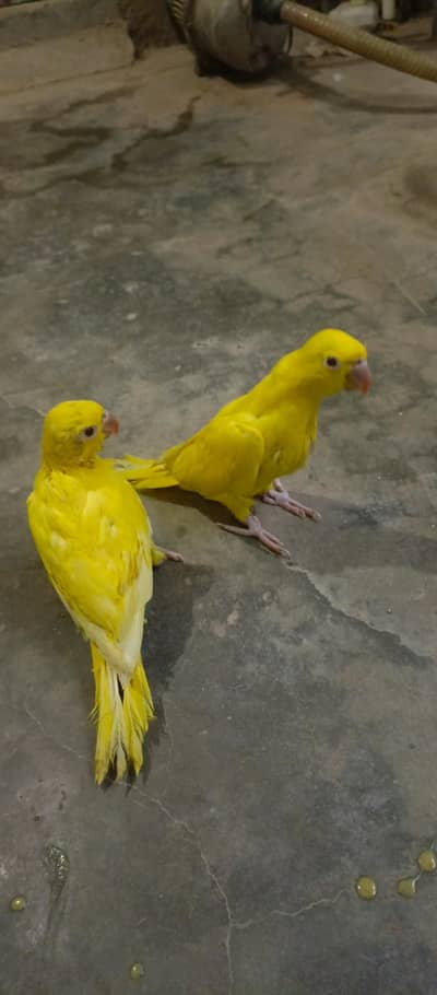 yellow ringneck chicks