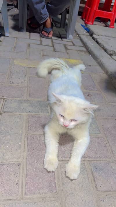 cat white color