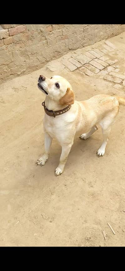 labrador fog Apple head