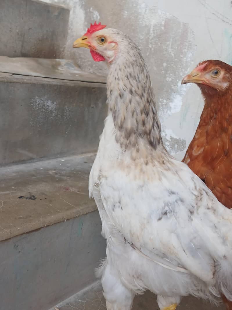 brahma 0