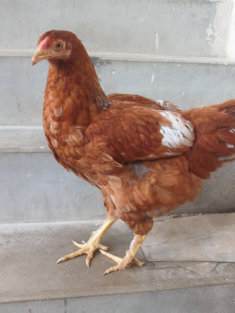 brahma 1