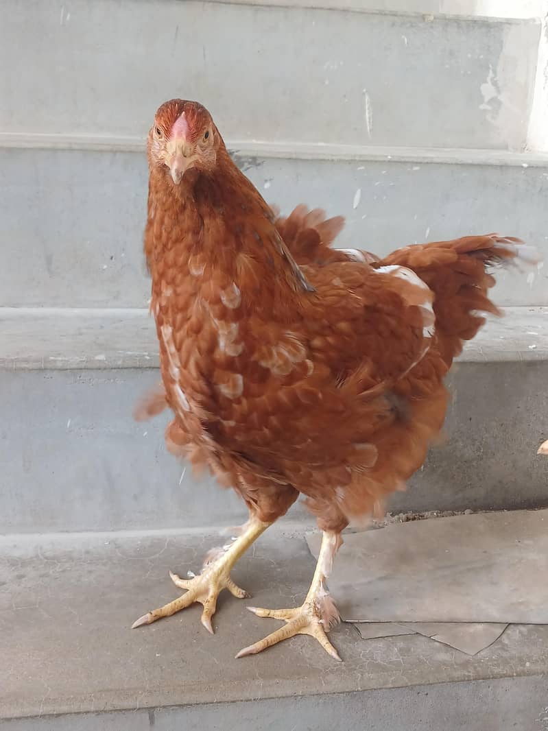 brahma 2