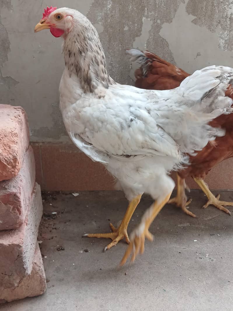 brahma 3