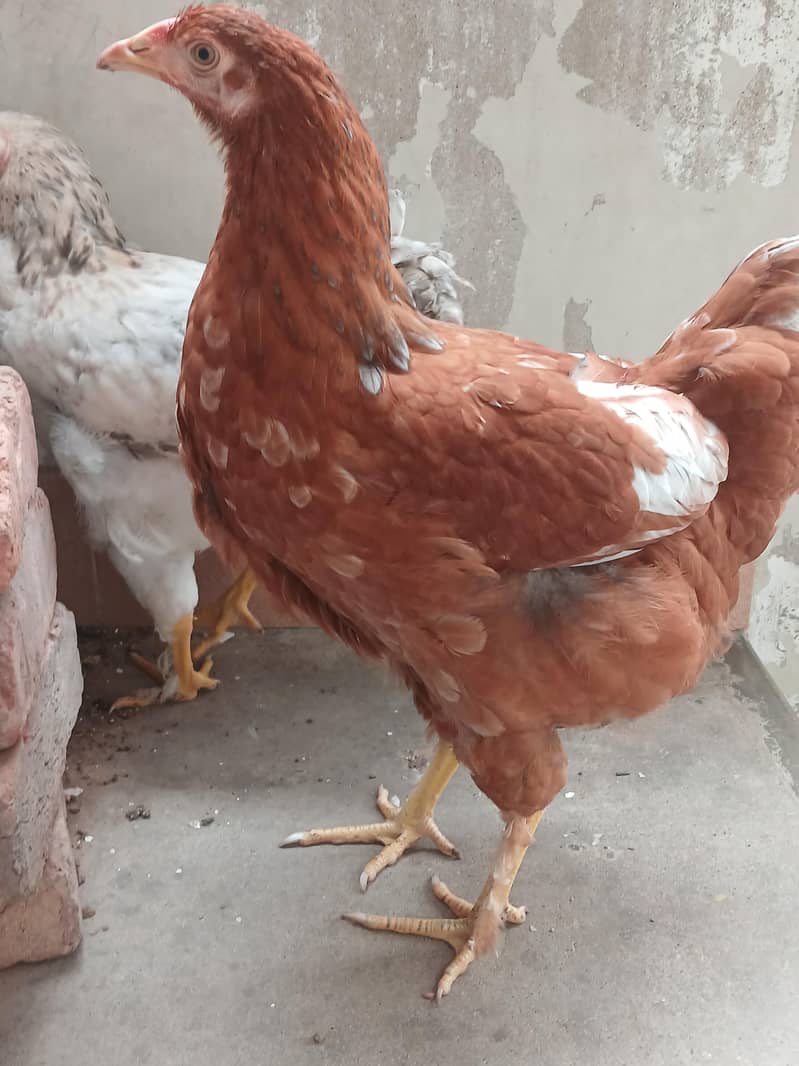 brahma 4