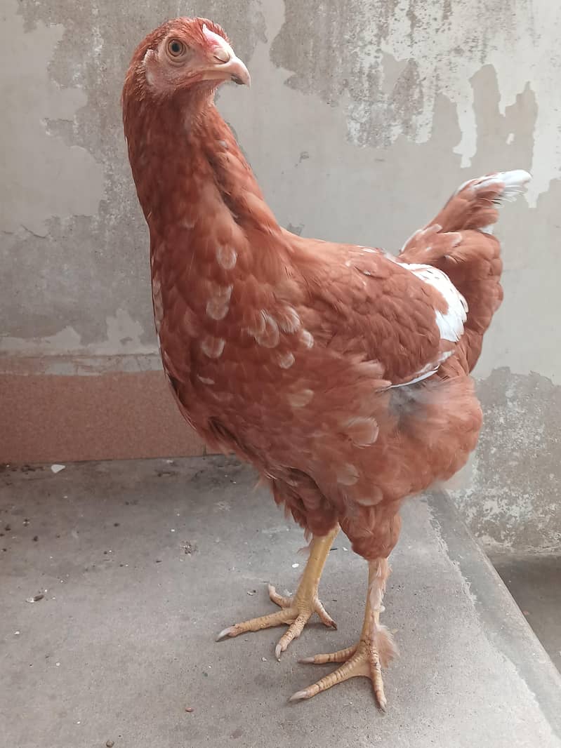 brahma 5