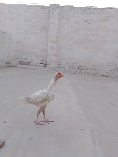 white aseal
