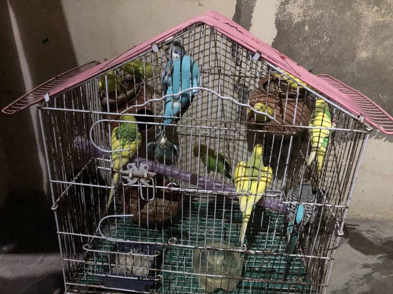 Without cage 0