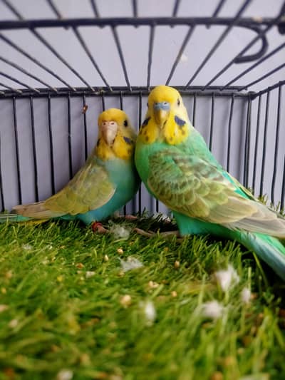 Budgies Rainbow
