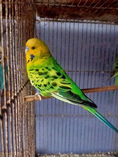 Budgies Undersize