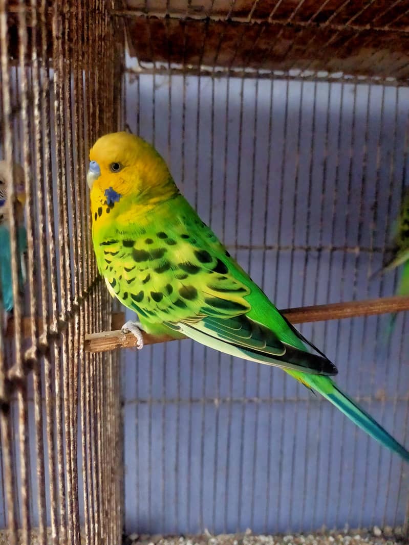 Budgies Undersize 0