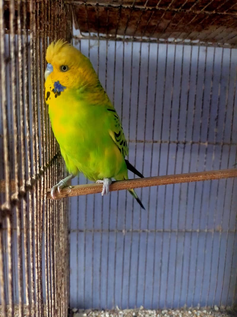 Budgies Undersize 1