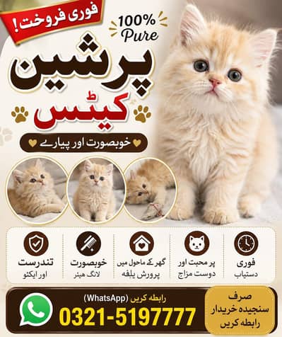 2 person cats available