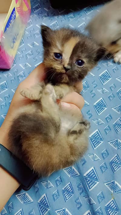All type of kittens available