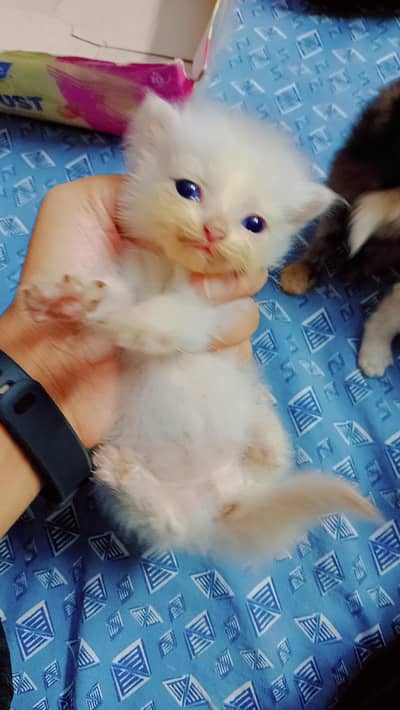 All type of kittens available