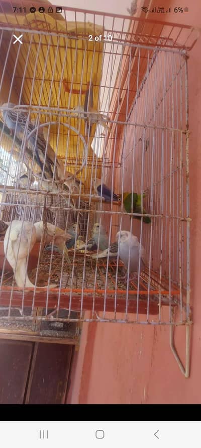 budgie bajri argent sale