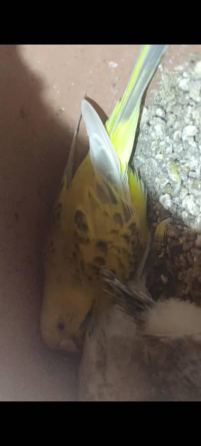 pair 2 chiks