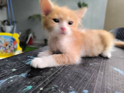 Persian cat pair