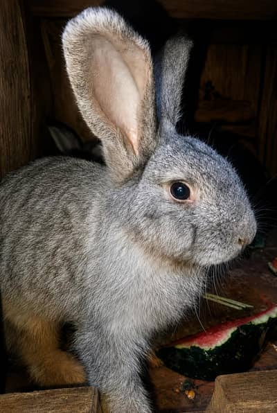 Flemish Gaint Rabbit Bunnies Only Female Available 4 Month
