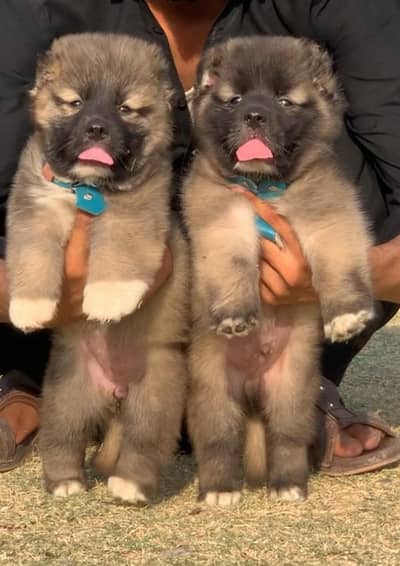 bakarwal security dog 2 month pair for sale