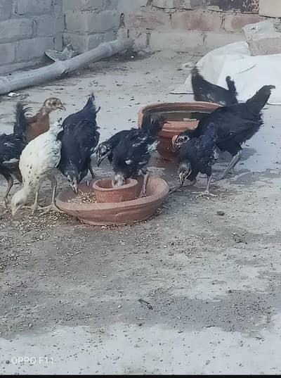 urgent for sale