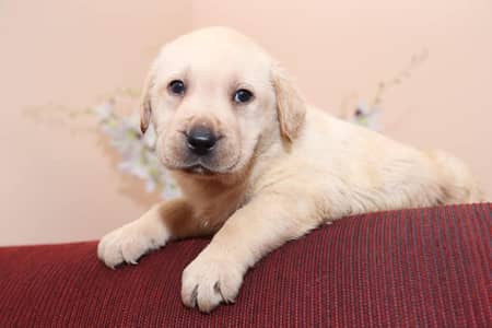 labrador imported bloodline female  puppy 03151466500