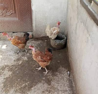Golden misri females