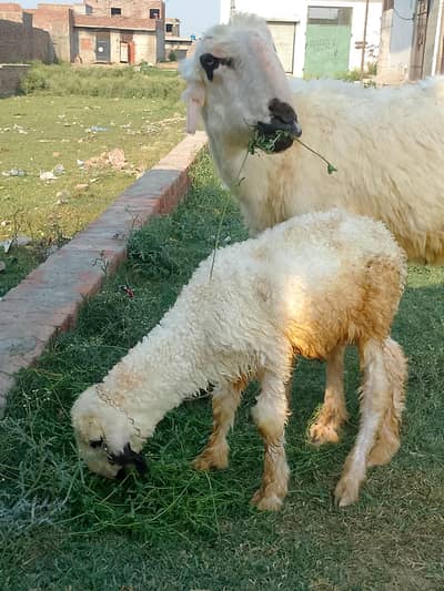 Sheep with Lamb Available for sale