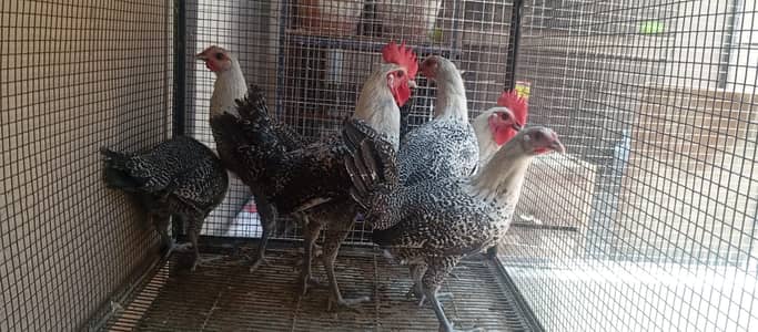 Fayoumi & Golden For Sale