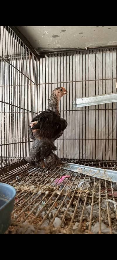 Top quality black&blue heavy cochin or 3 molted bentum